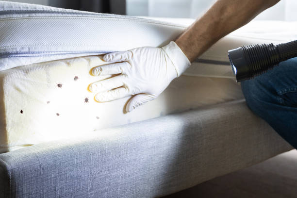 Best Termite Control Services  in Glendale, WI
